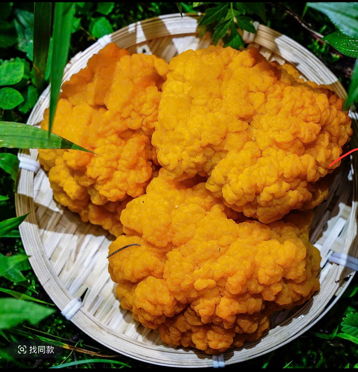 NẤM NGÂN NHĨ VÀNG