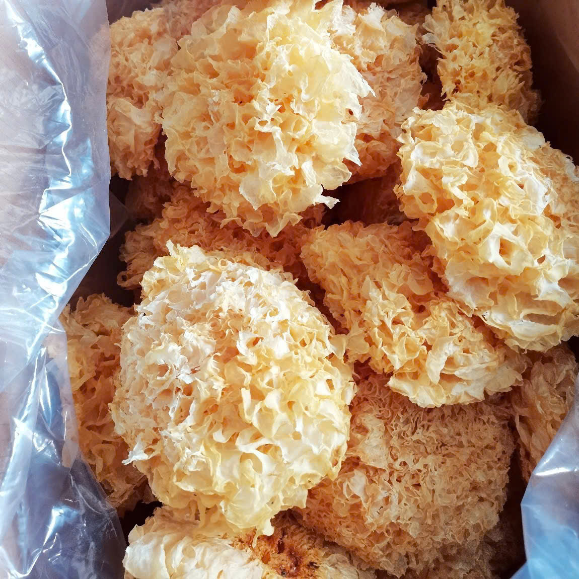 Nấm Ngân Nhĩ Trắng Là Gì? Công Dụng Và Cách Dùng Đúng