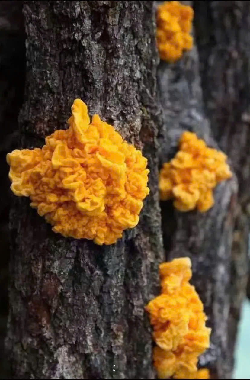 Nấm Ngân Nhĩ Vàng là gì?